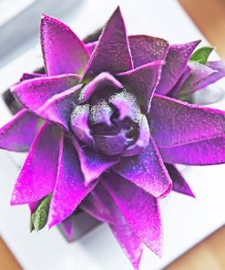 lovely purple succulent diamond painting
