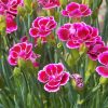 Carnations paint by numbers