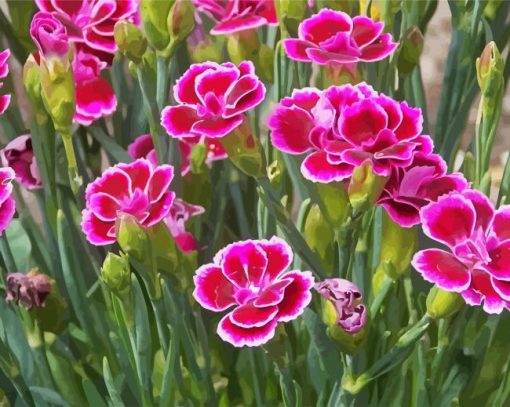 Carnations paint by numbers