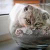 Cat In A Fish Bowl diamond painting