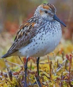 Least Sandpiper Diamond by numbers