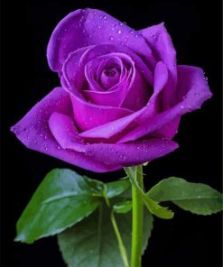Purple rose diamond paint by numbers