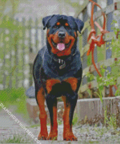 Rottweiler Dog Animal paint by numbers