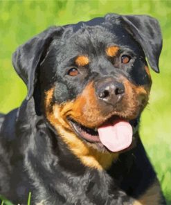 Rottweiler Dog Diamond by numbers