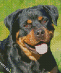 Rottweiler Dog Diamond by numbers