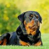 Rottweiler Diamond by numbers