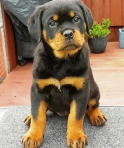 Rottweiler Puppy Diamond paint by numbers