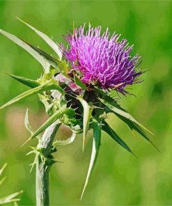 Thistle plant diamond paint by numbers