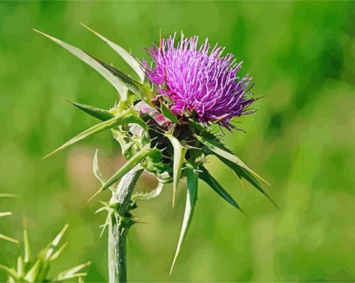Thistle plant diamond paint by numbers