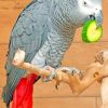 African Grey Parrot diamond paint