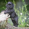 Cocker Spaniel Puppy Diamond by numbers