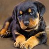 Cute Rottweiler Puppy paint by numbers