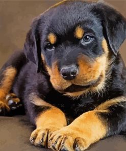 Cute Rottweiler Puppy paint by numbers