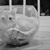 Monochrome Cat In A Fish Bowl diamond painting