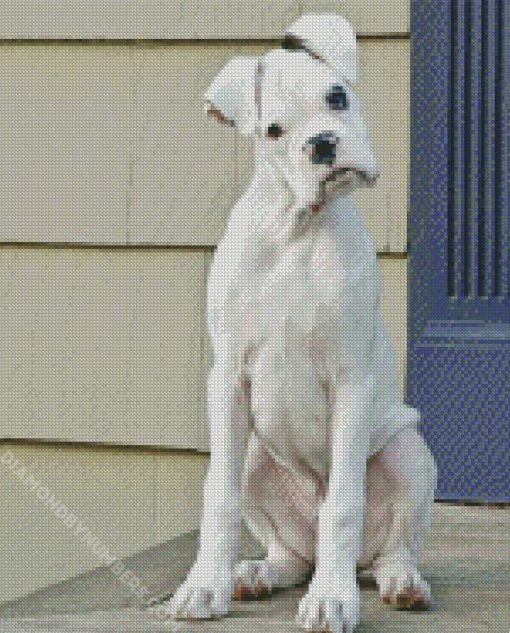 White Boxer dog diamond paintings