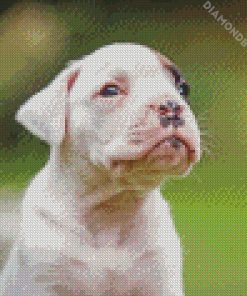 White Boxer puppy diamond paintings
