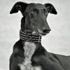 Monochrome Black Lurcher Dog diamond painting