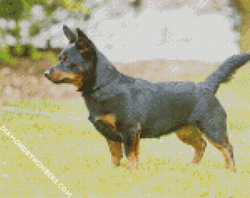 Aesthetic Lancashire Heeler Paint by Numbers