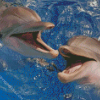 Winter And Hope Dolphins