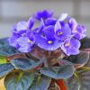 Blue African Violets Diamond painting