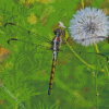Dragonfly Insect And Dandelion diamond painting