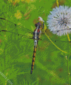 Dragonfly Insect And Dandelion diamond painting