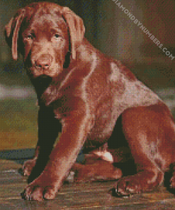 Chocolate Labrador Dog diamond paintings
