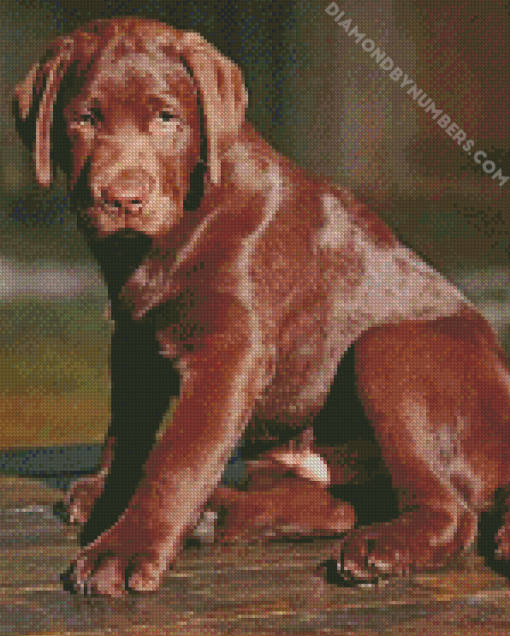 Chocolate Labrador Dog diamond paintings