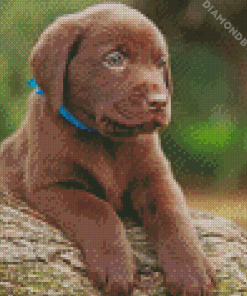 Chocolate Labrador Puppy diamond paintings