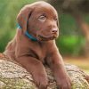 Chocolate Labrador Puppy diamond paintings