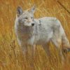 coyote in the field todd bielby diamond paintings