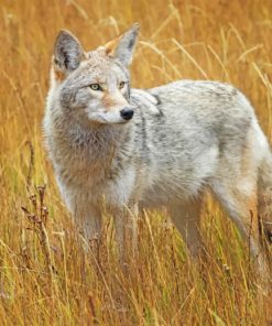 coyote in the field todd bielby diamond painting