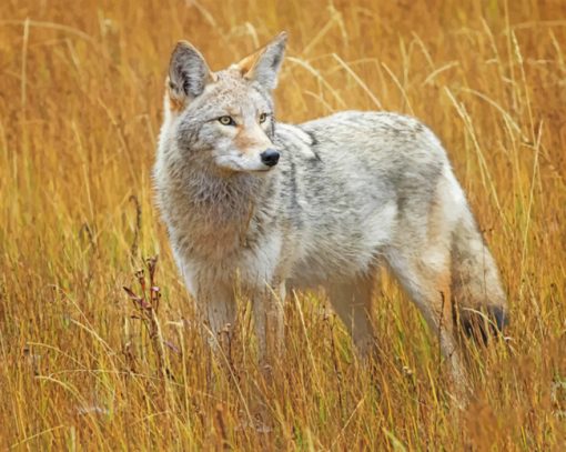 coyote in the field todd bielby diamond painting