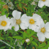 White Cherokee Roses diamond paintings