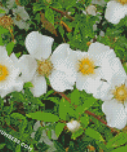 White Cherokee Roses diamond paintings
