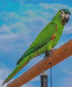 Hahns Macaw Bird diamond painting