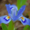 blue-iris-flower-paint-by-numbers