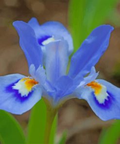 blue-iris-flower-paint-by-numbers
