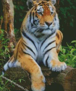 tiger-big-cat-diamond-painting